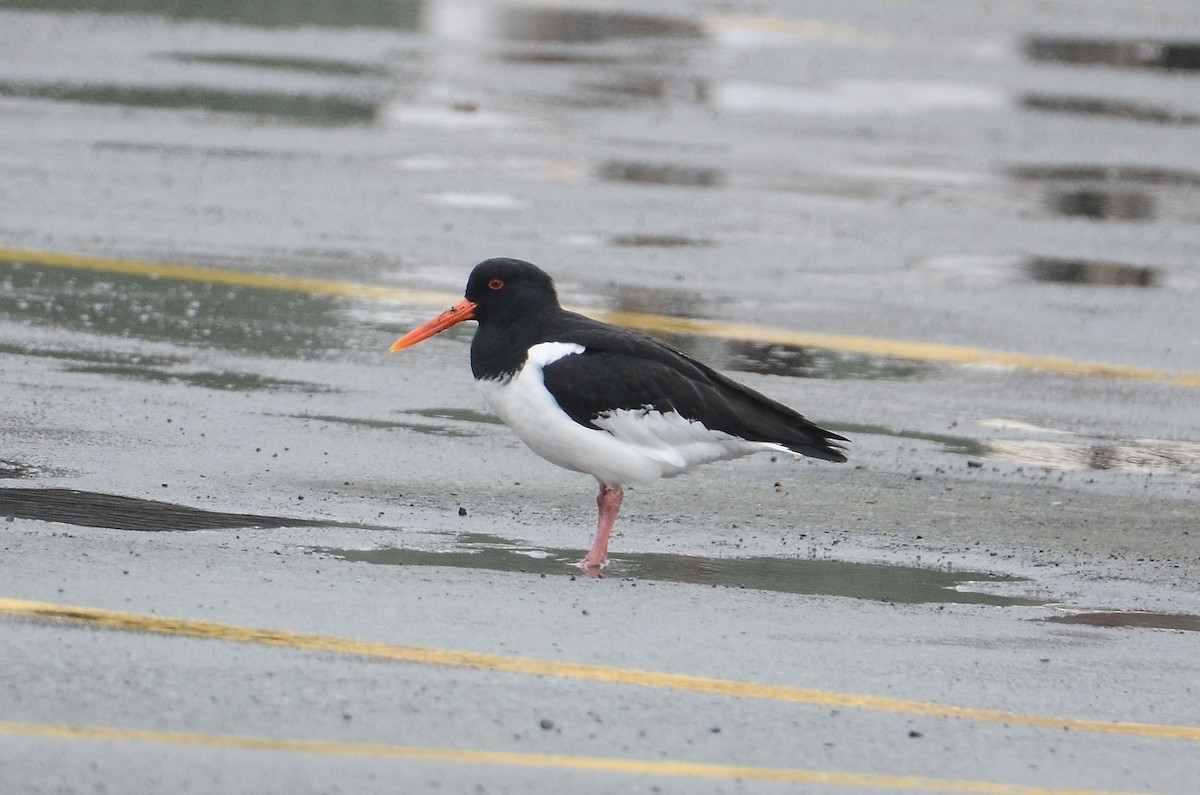 Eurasian Oystercatcher - ML620416325