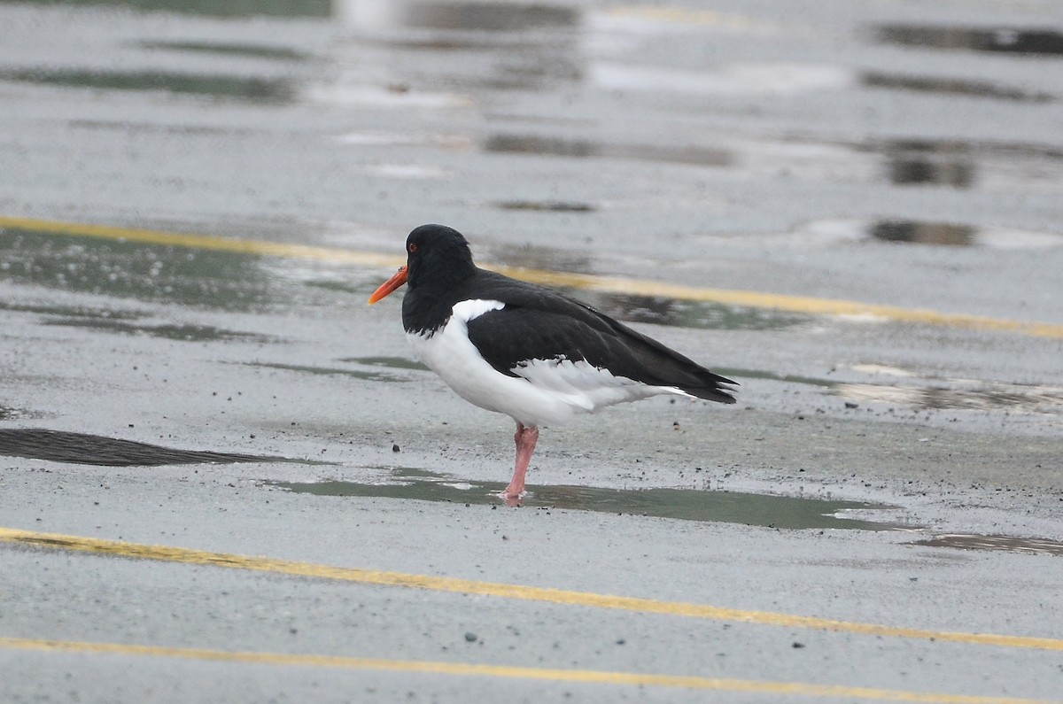 Eurasian Oystercatcher - ML620416326