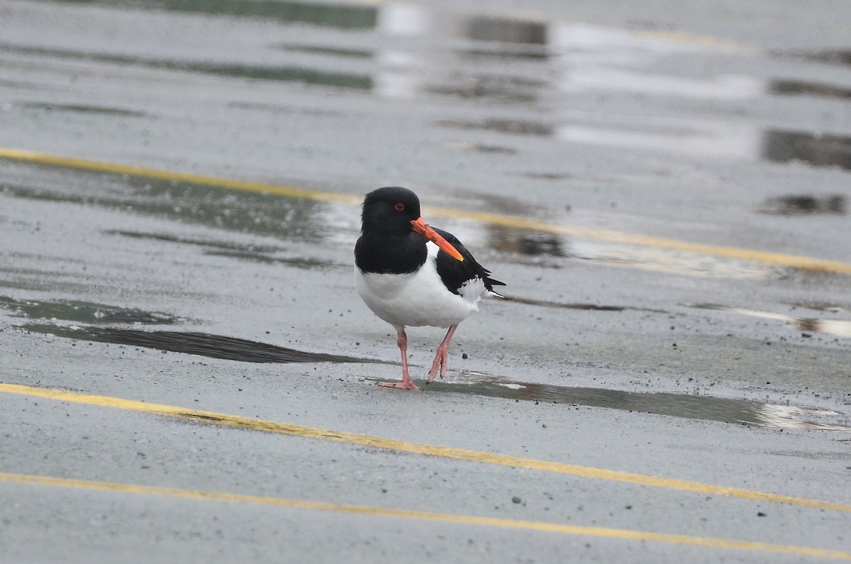 Eurasian Oystercatcher - ML620416327