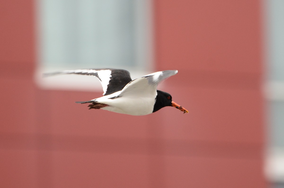 Eurasian Oystercatcher - ML620416332