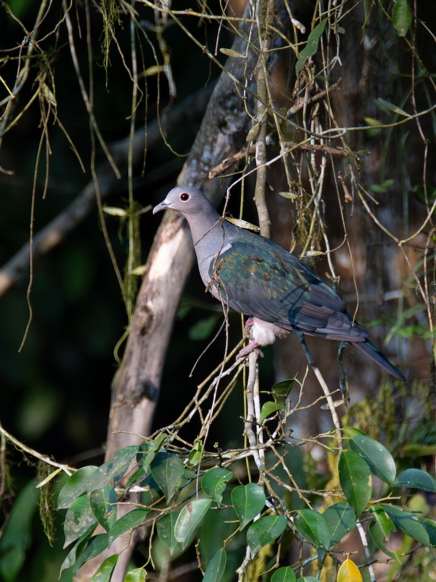 Green Imperial-Pigeon - ML620416348