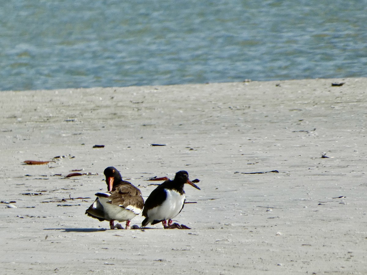 American Oystercatcher - ML620416352