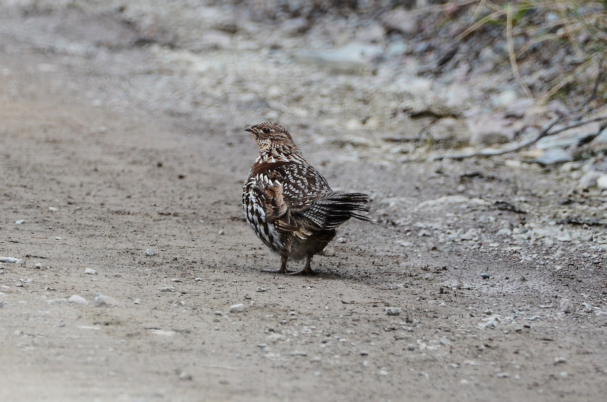 Ruffed Grouse - ML620416357