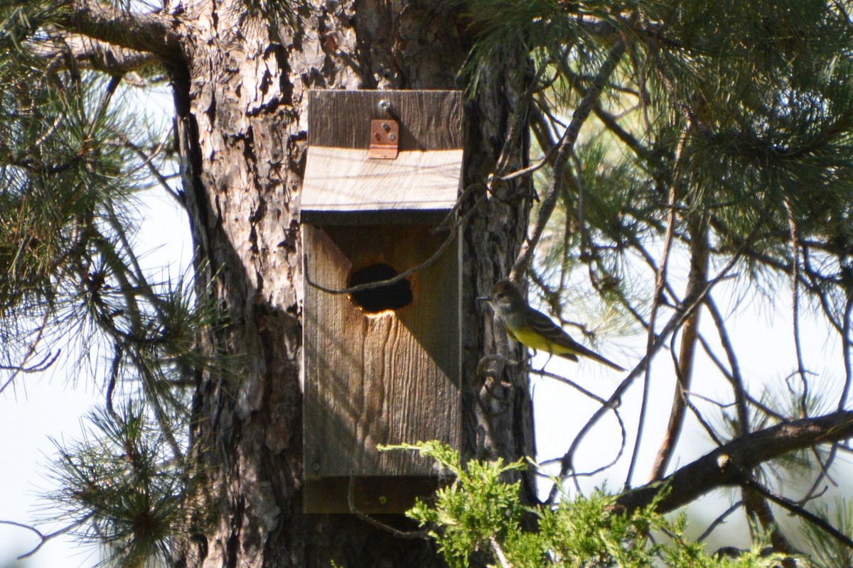 Great Crested Flycatcher - ML620416358