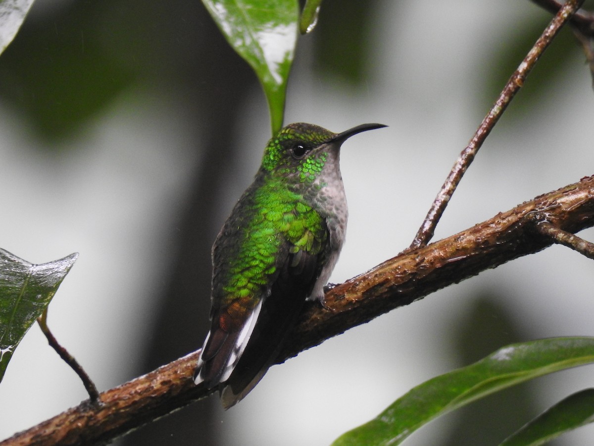 Coppery-headed Emerald - ML620416362