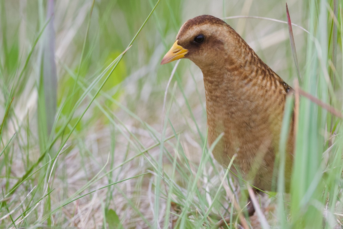 Yellow Rail - ML620416367