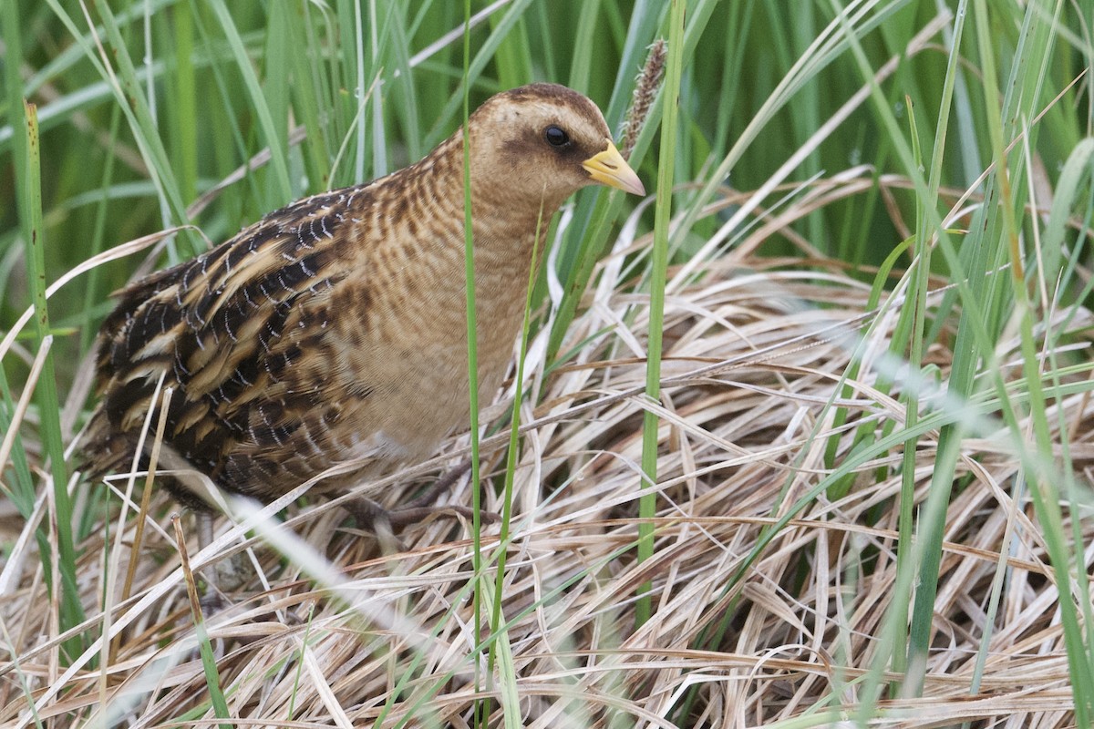 Yellow Rail - ML620416368