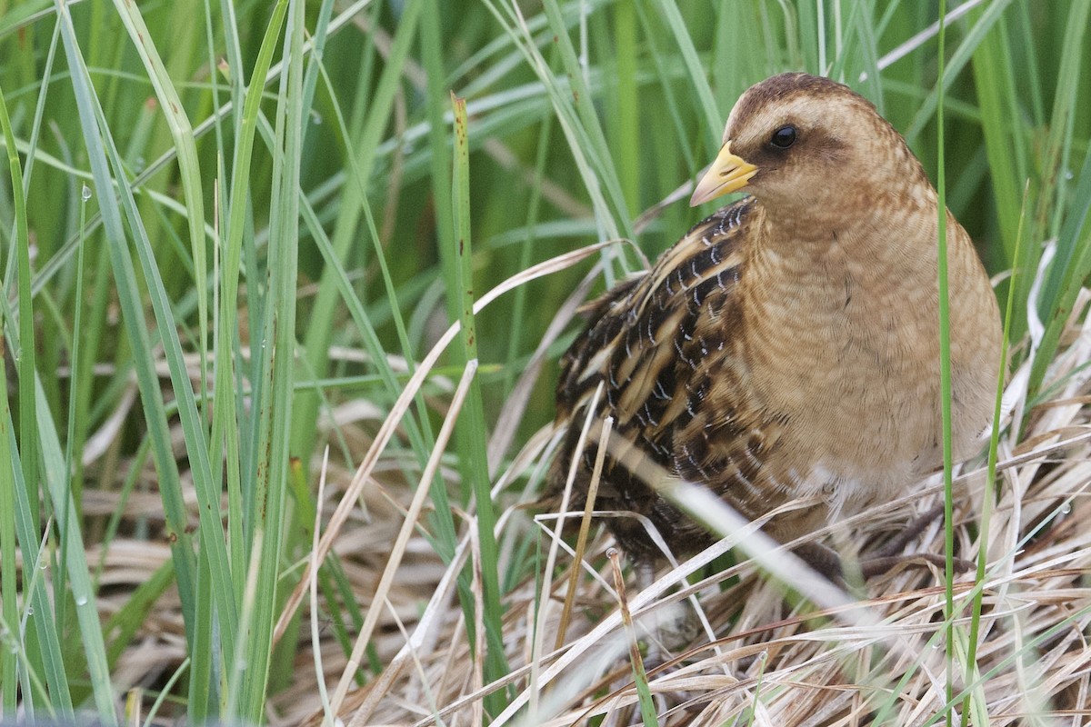 Yellow Rail - ML620416369