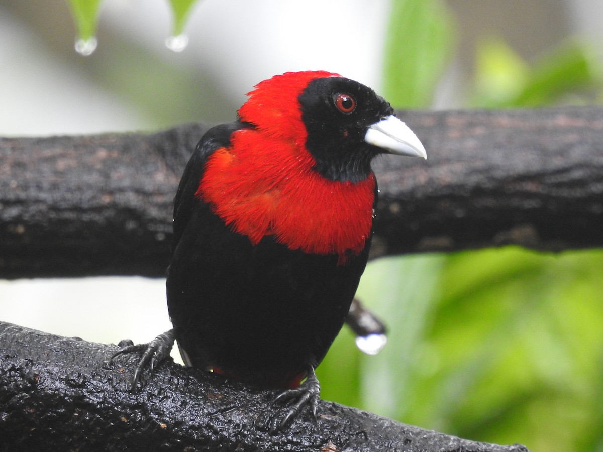 Crimson-collared Tanager - Coral Avilés Santiago