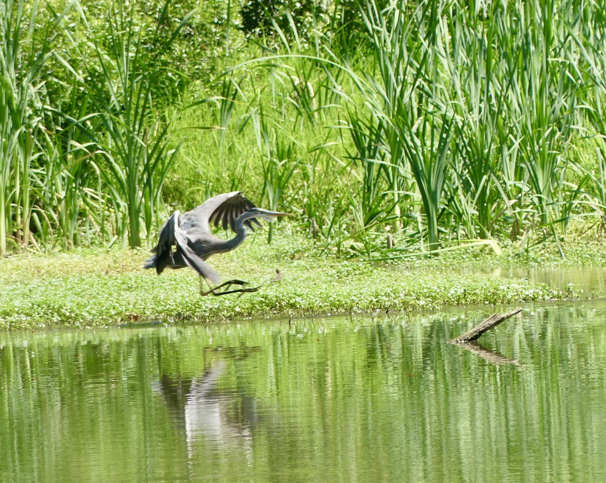 Garza Azulada - ML620416380