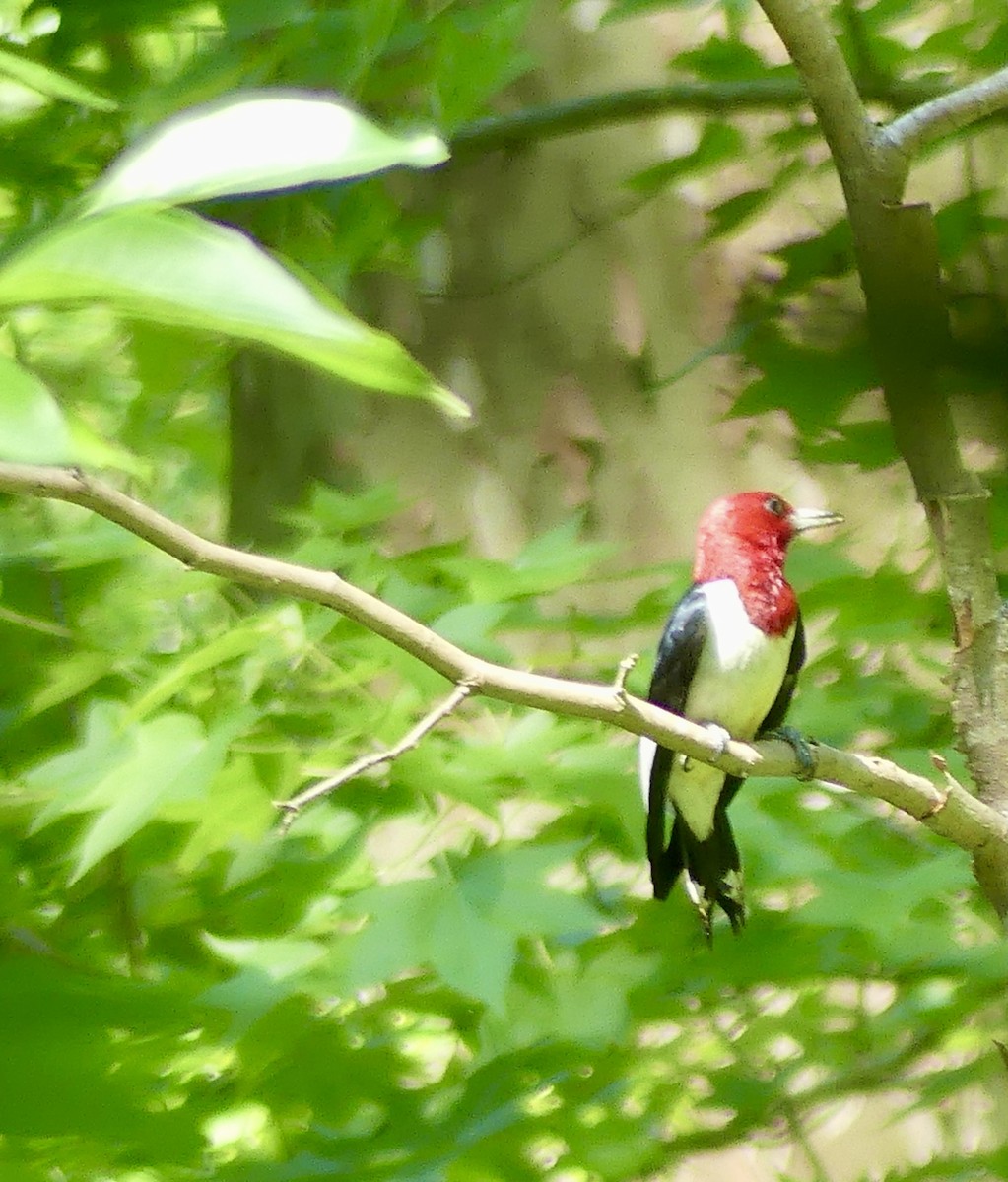 Red-headed Woodpecker - ML620416382