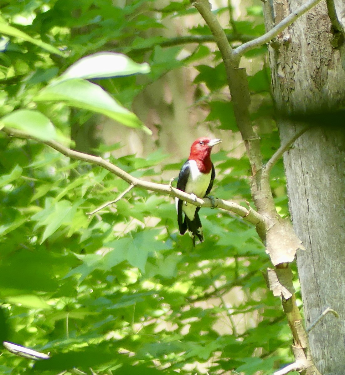 Red-headed Woodpecker - Cindy Sherwood