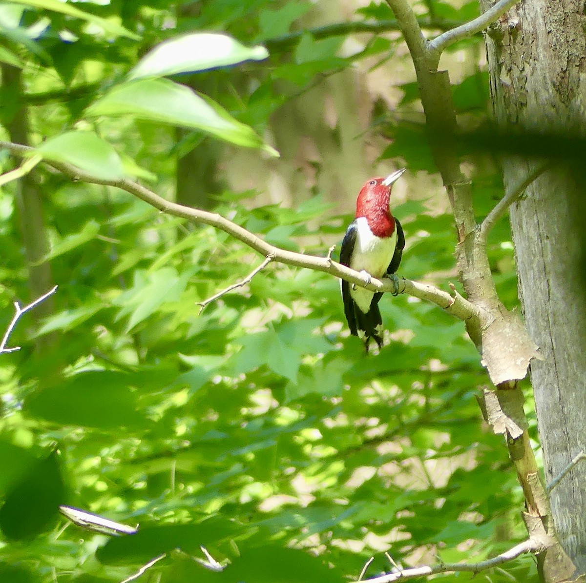 Red-headed Woodpecker - ML620416384
