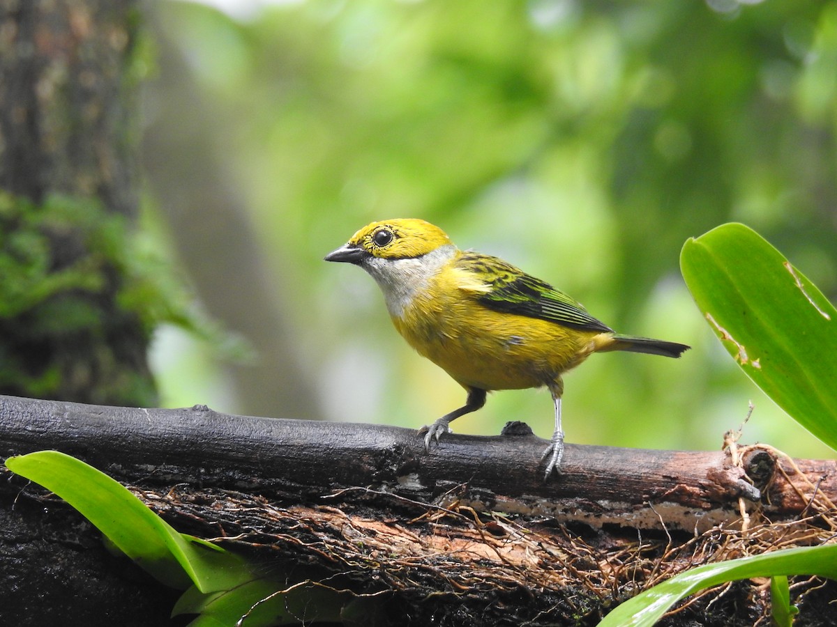 Silver-throated Tanager - ML620416385