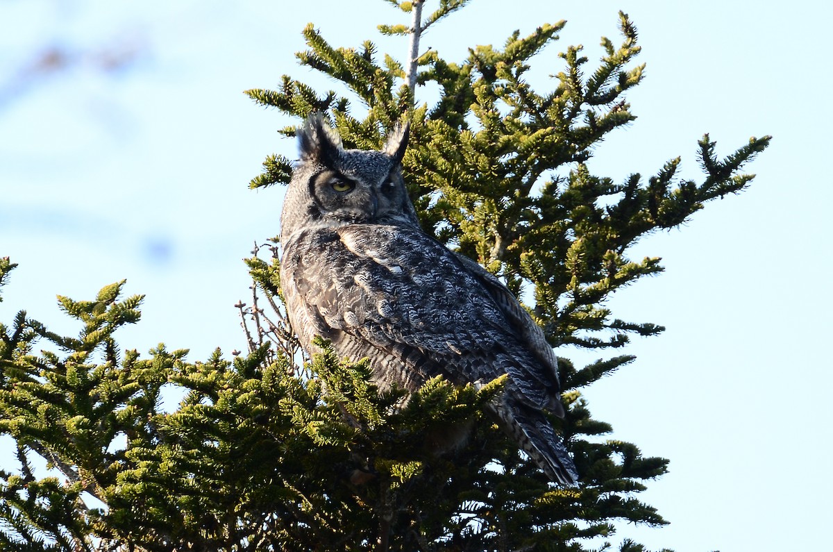 Great Horned Owl - ML620416389