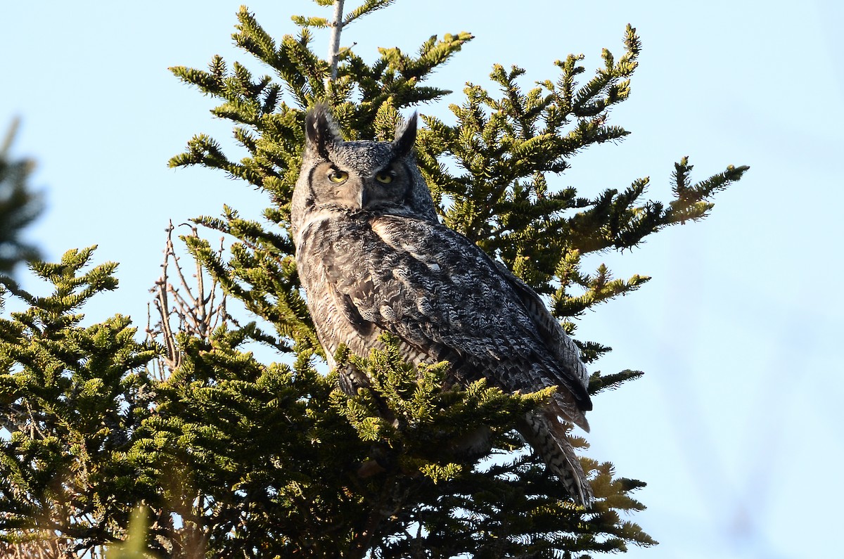 Great Horned Owl - ML620416390