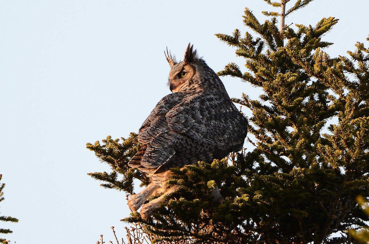 Great Horned Owl - ML620416392
