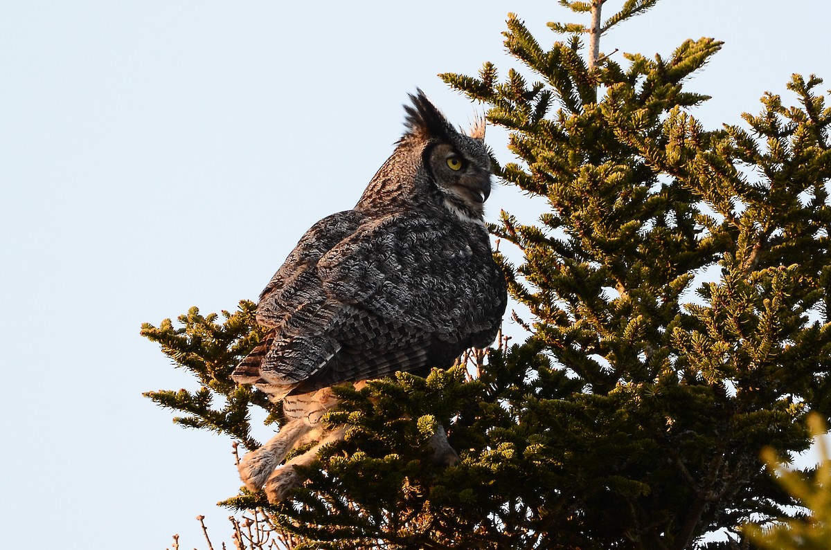 Great Horned Owl - ML620416393
