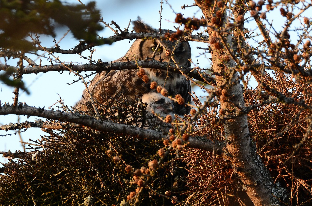 Great Horned Owl - ML620416395