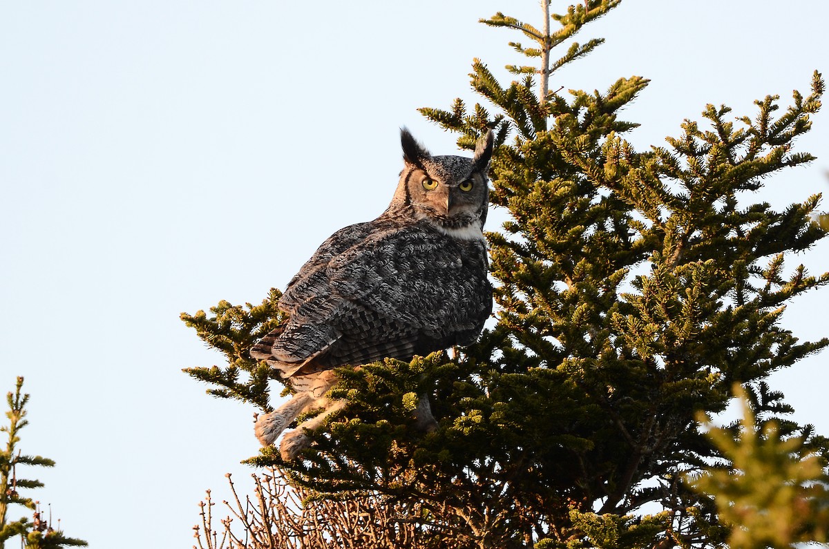 Great Horned Owl - ML620416397
