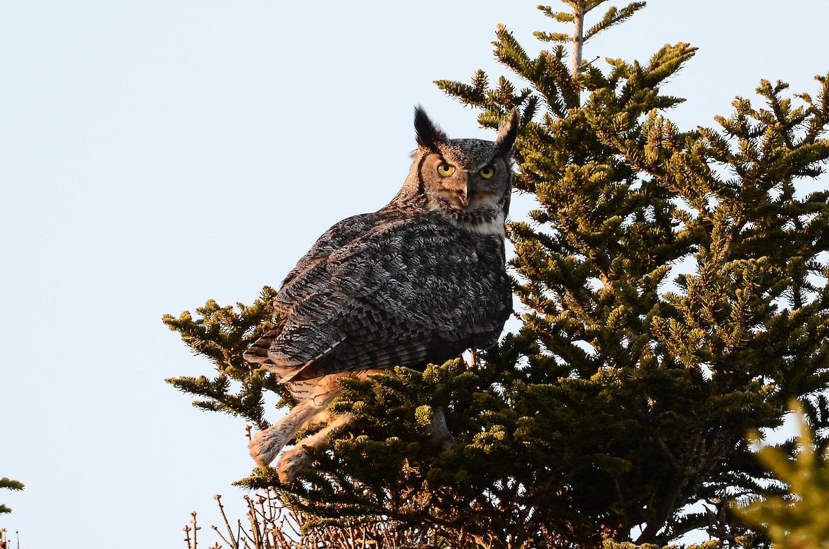 Great Horned Owl - ML620416398