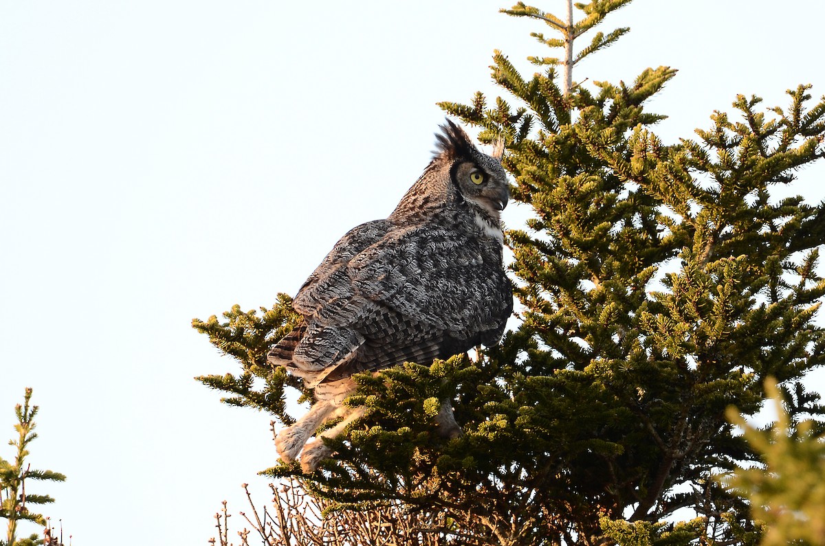 Great Horned Owl - ML620416399