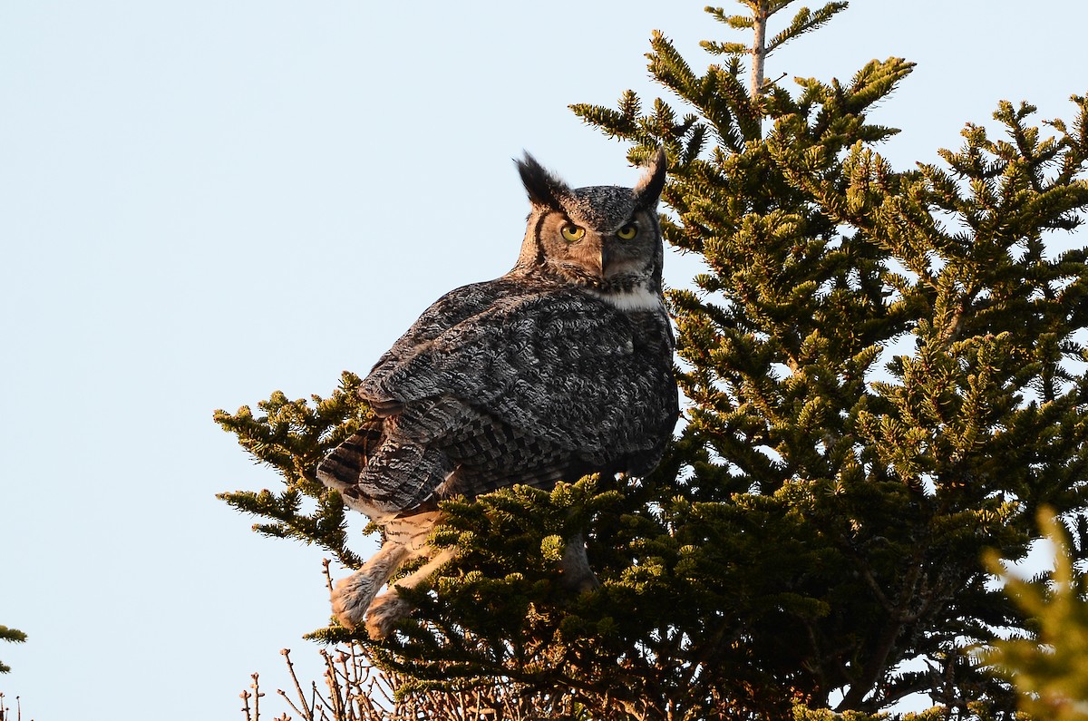 Great Horned Owl - ML620416400