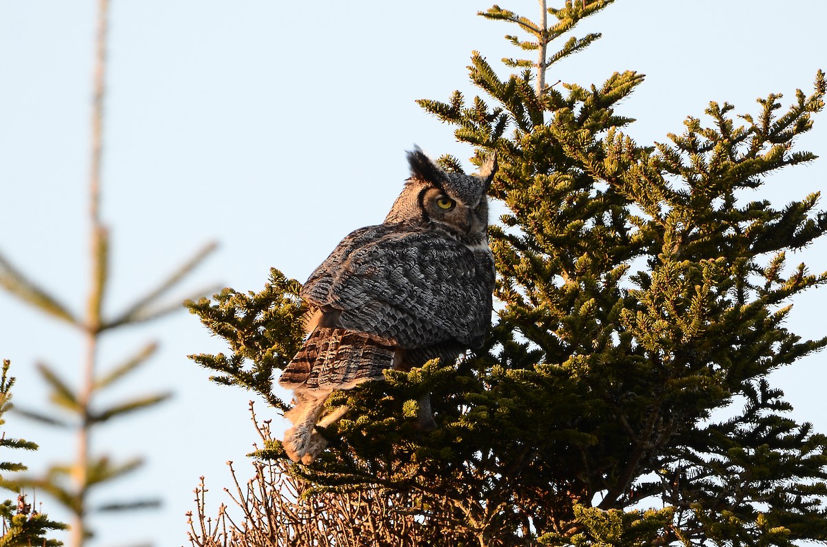 Great Horned Owl - ML620416401