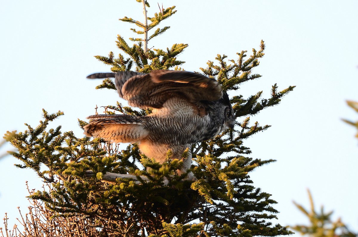 Great Horned Owl - ML620416402