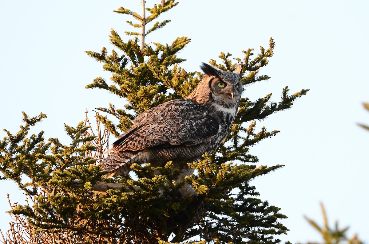 Great Horned Owl - ML620416403