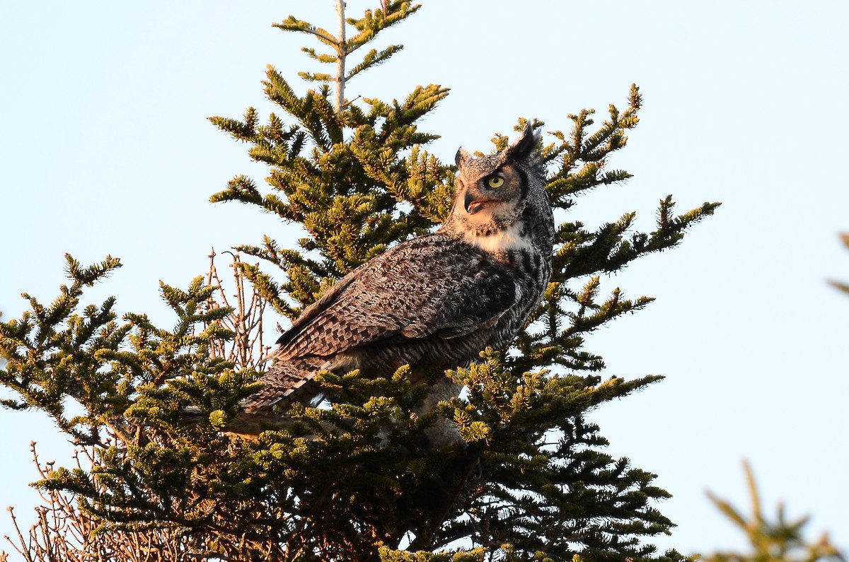 Great Horned Owl - ML620416404