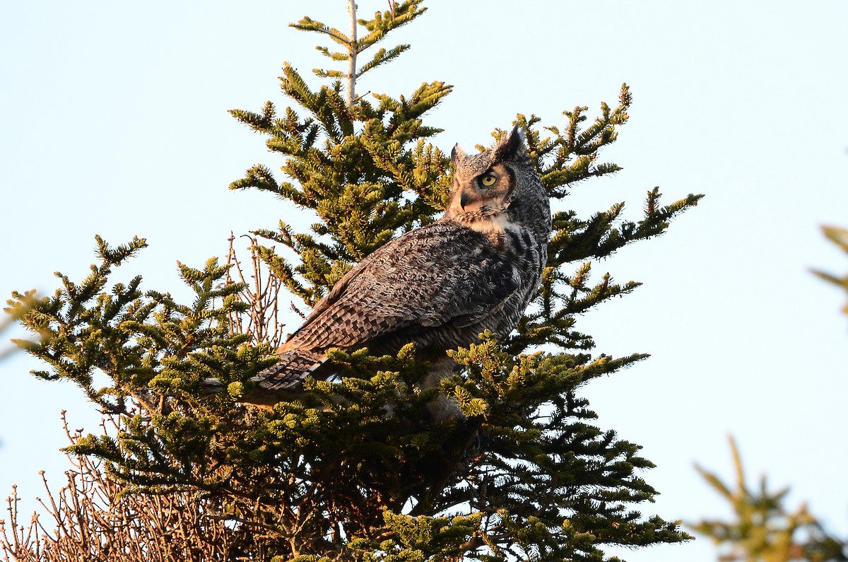 Great Horned Owl - ML620416405
