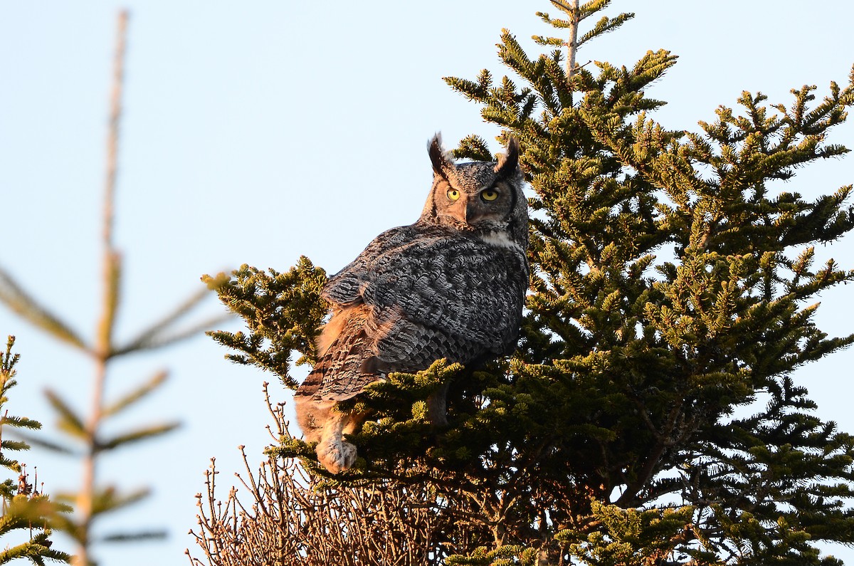 Great Horned Owl - ML620416406