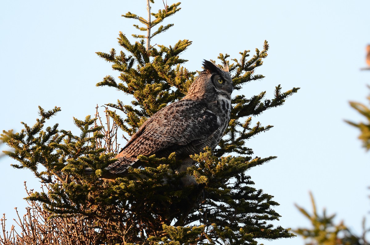 Great Horned Owl - ML620416407