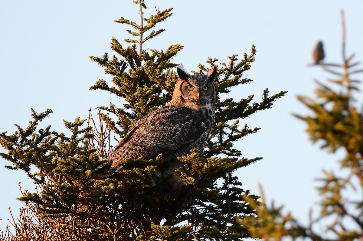 Great Horned Owl - ML620416408
