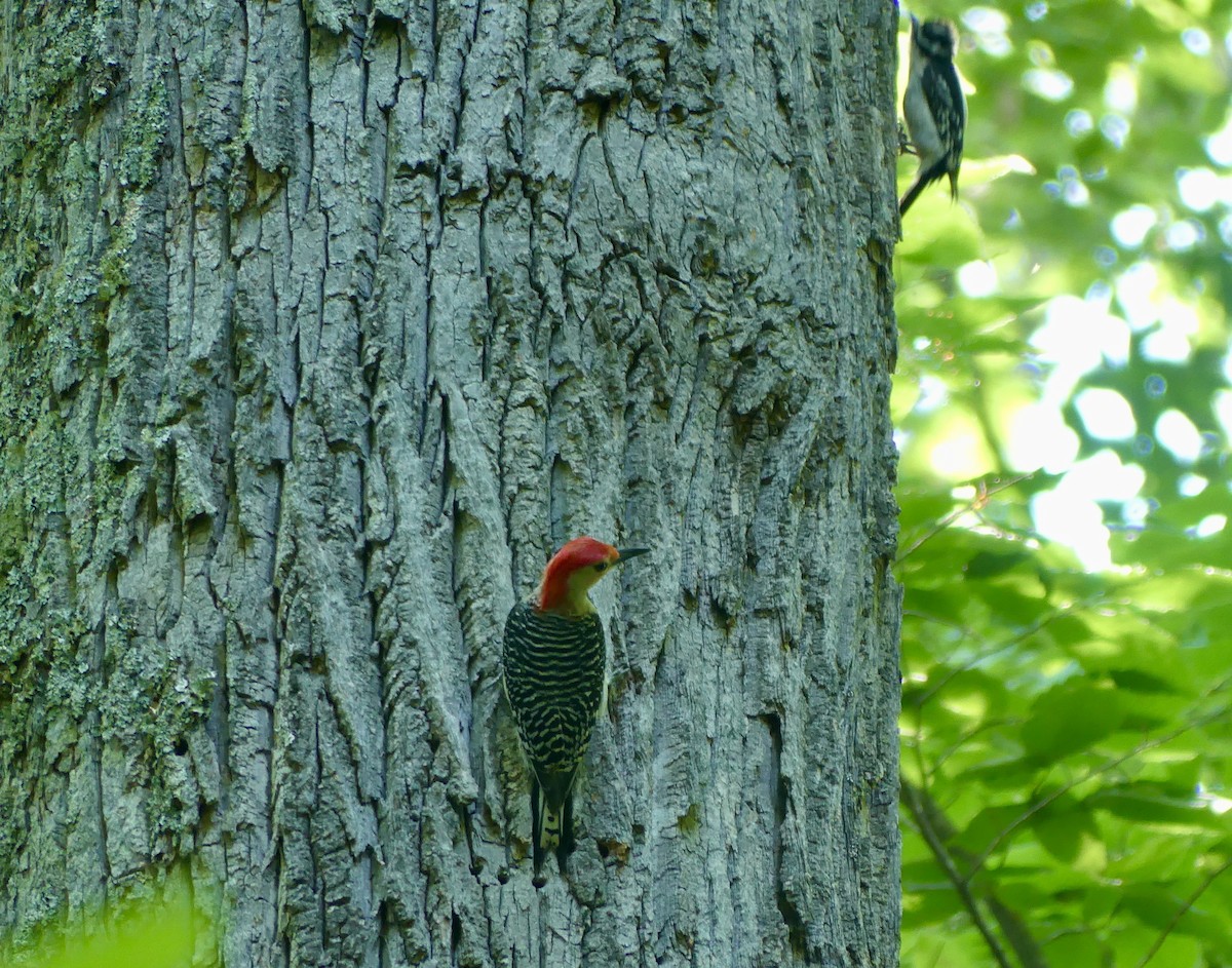 Red-bellied Woodpecker - ML620416409