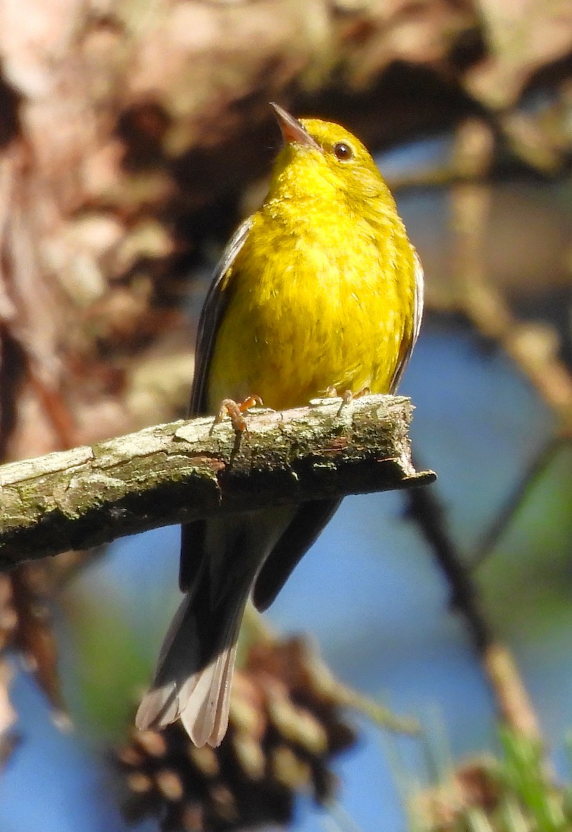 Pine Warbler - ML620416417