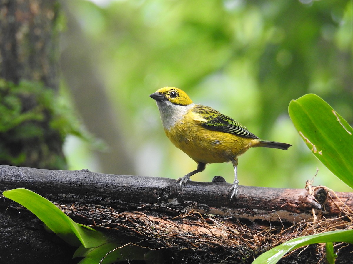 Silver-throated Tanager - ML620416422