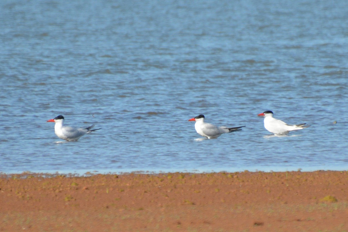 Caspian Tern - ML620416423