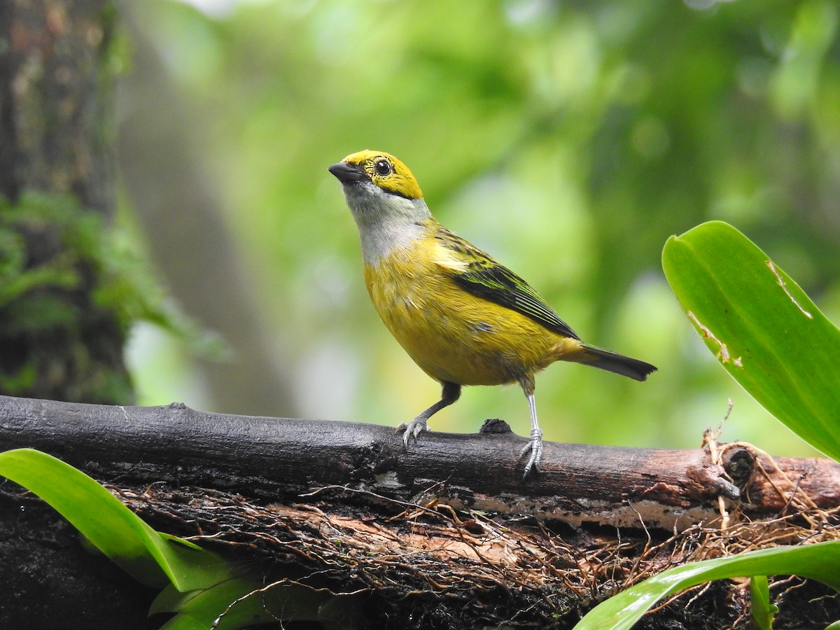 Silver-throated Tanager - ML620416424
