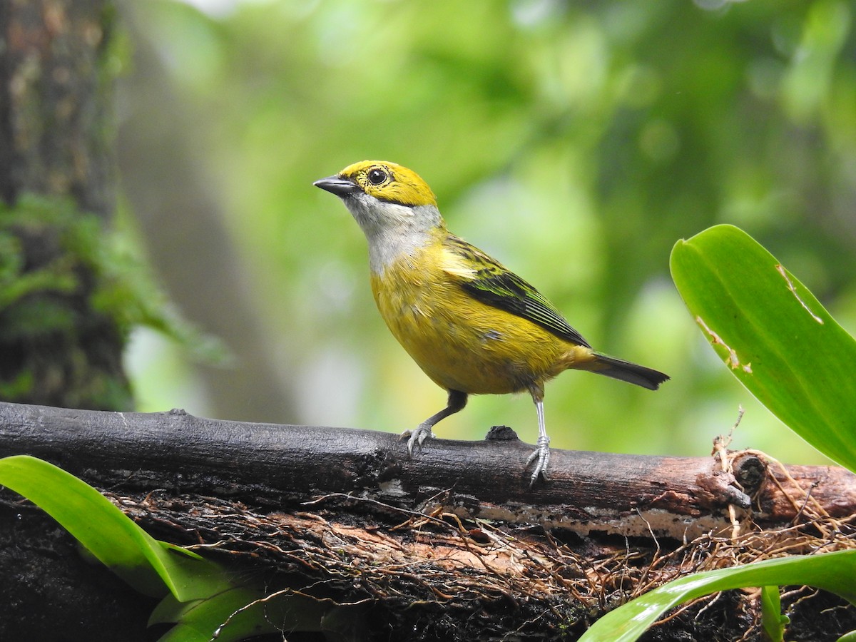 Silver-throated Tanager - ML620416425