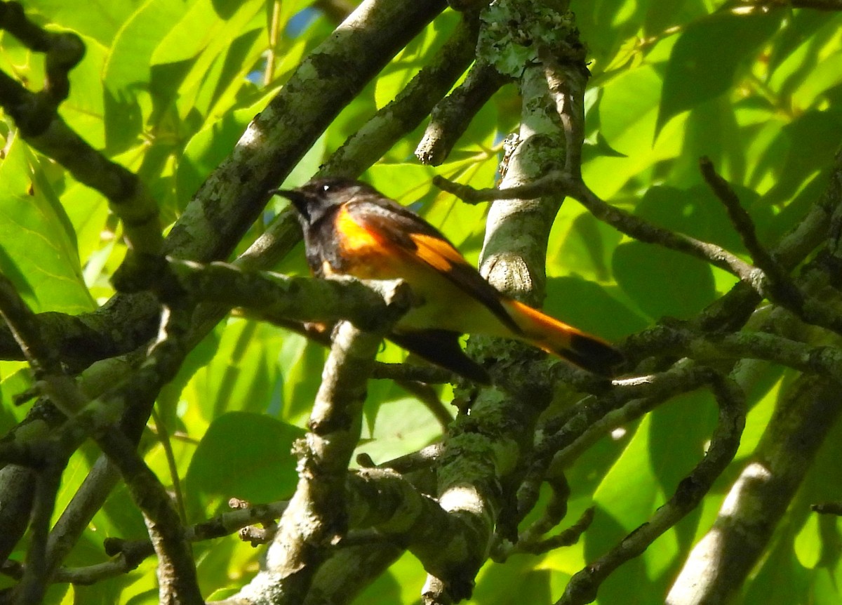 American Redstart - ML620416426