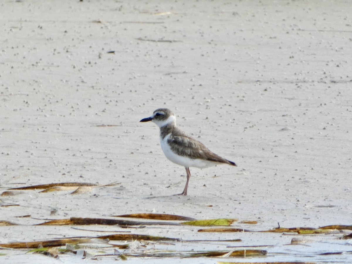 Wilson's Plover - ML620416429