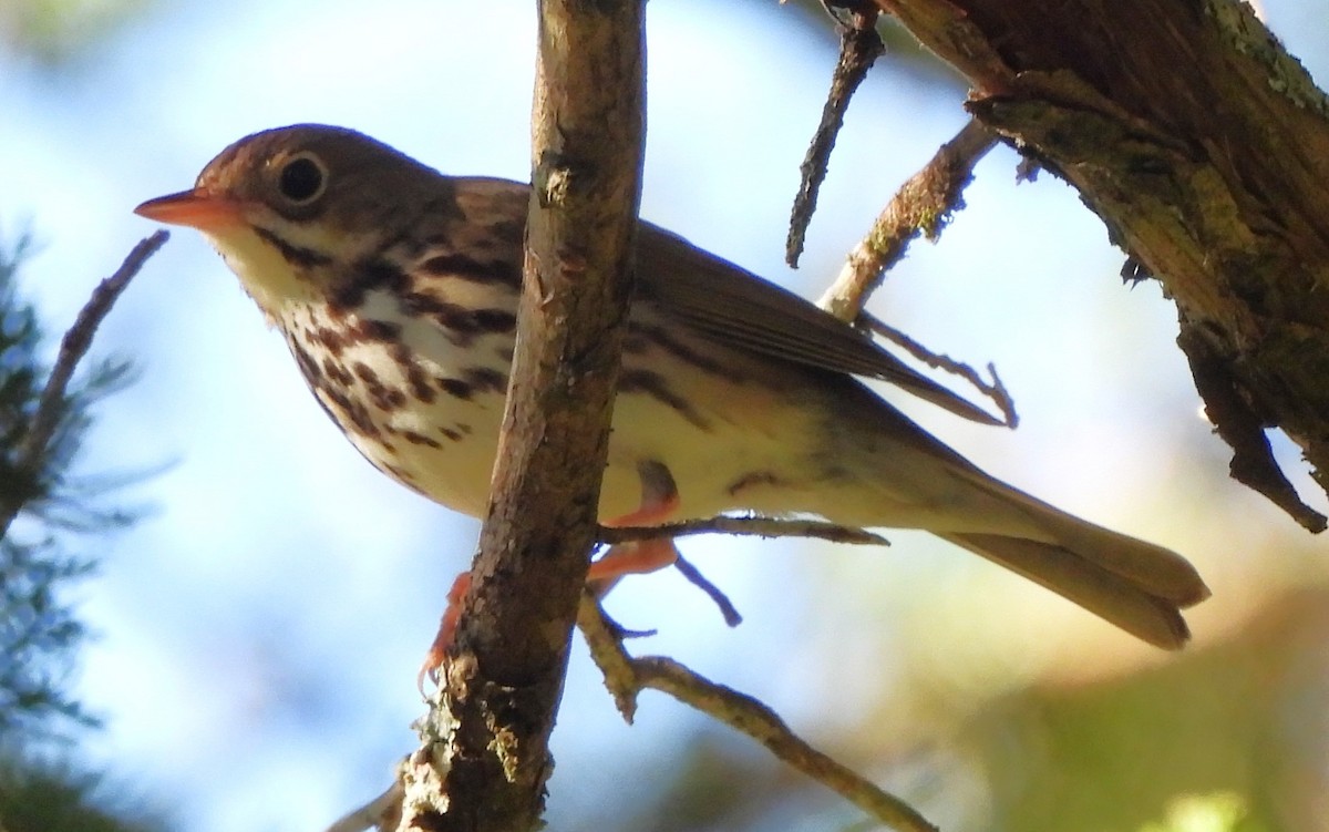 Paruline couronnée - ML620416430