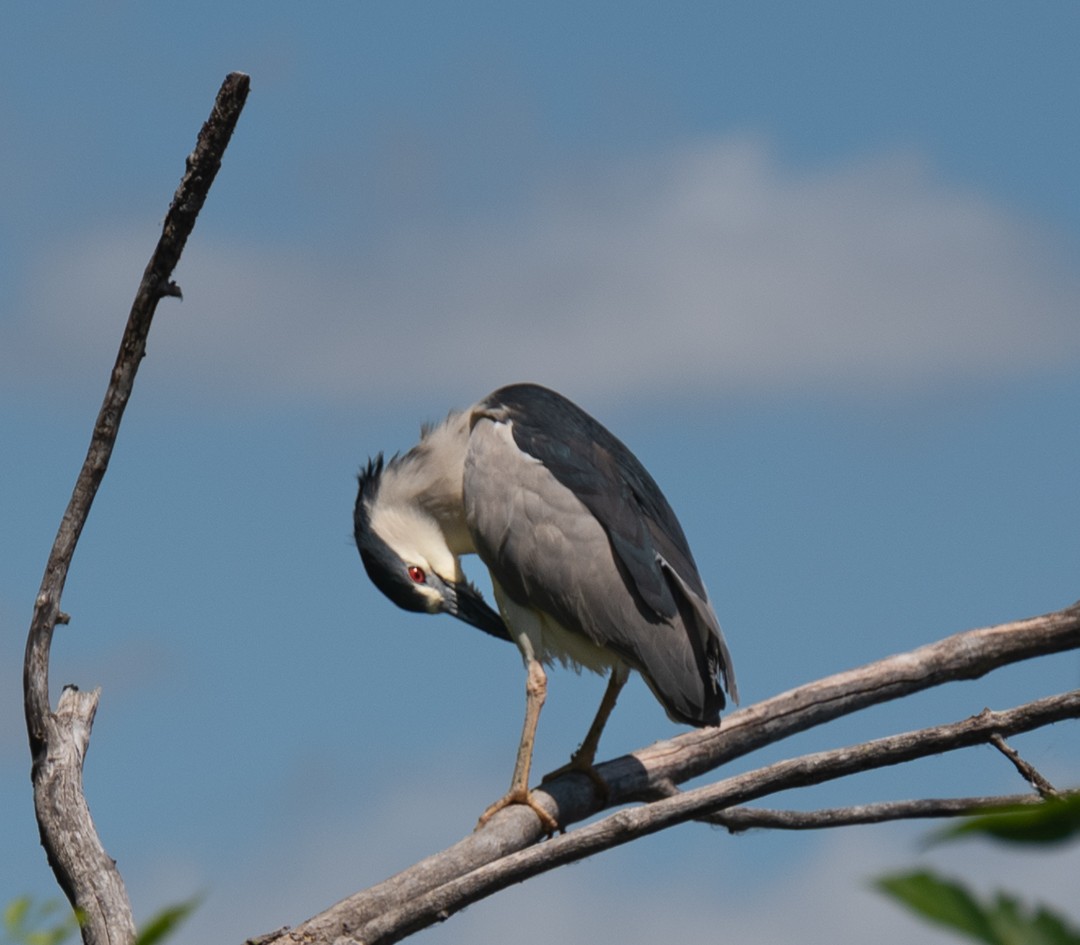 Black-crowned Night Heron - ML620416448