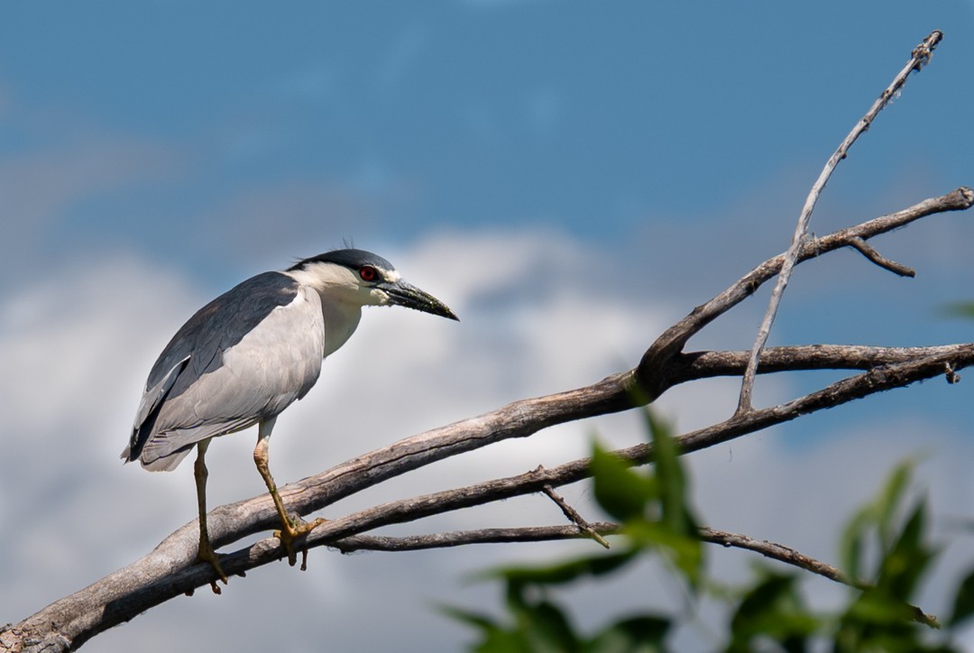 Black-crowned Night Heron - ML620416449