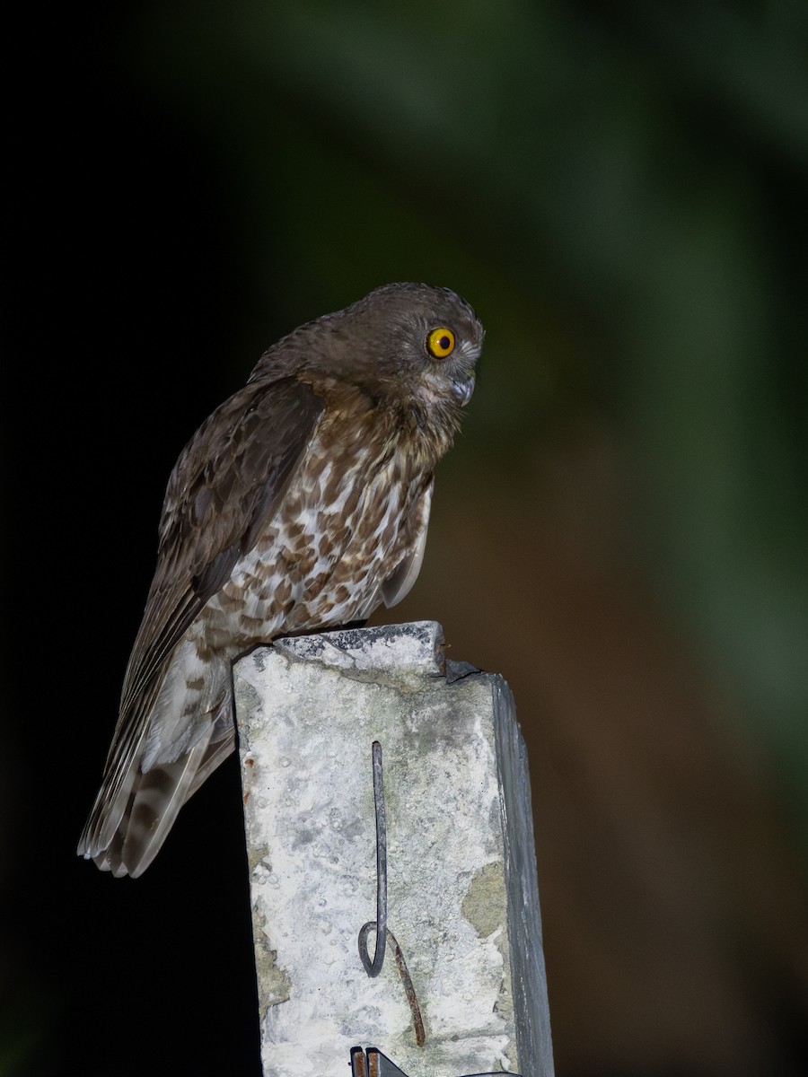 Brown Boobook - ML620416452