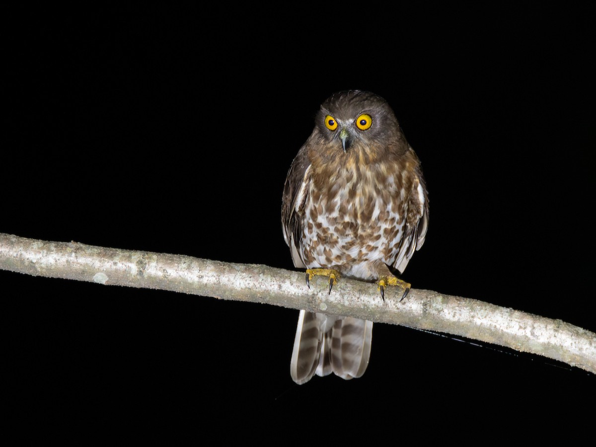 Brown Boobook - ML620416453