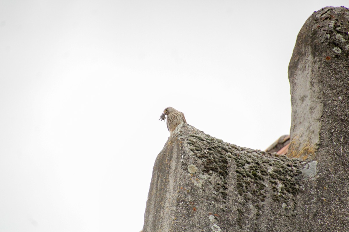 Eurasian Kestrel - ML620416457