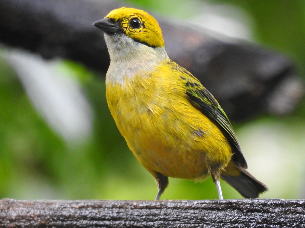 Silver-throated Tanager - ML620416458